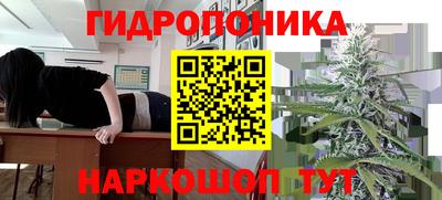 индика Кингисепп